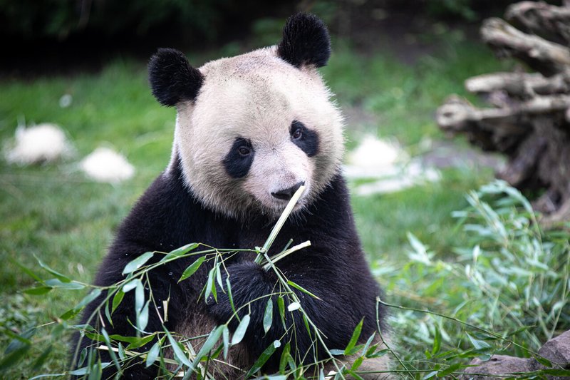 Découvrez le Golden Panda Casino, un endroit où le jeu en ligne devient une - aperçu Découvrez le Golden Panda Casino, un endroit où le jeu en ligne devient une - aperçu